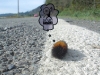 Catapilla